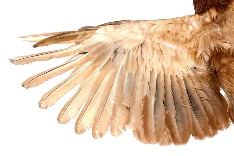 Anatomía de alas y plumas de pollo