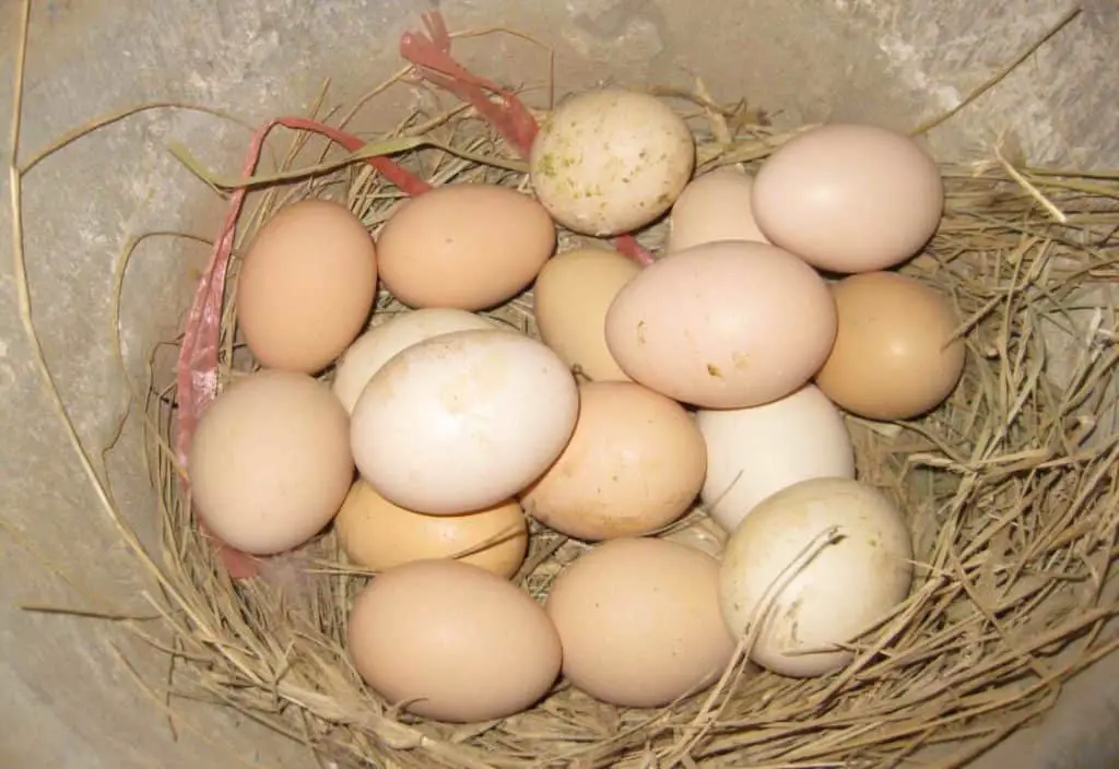 huevos de gallina fertilizados