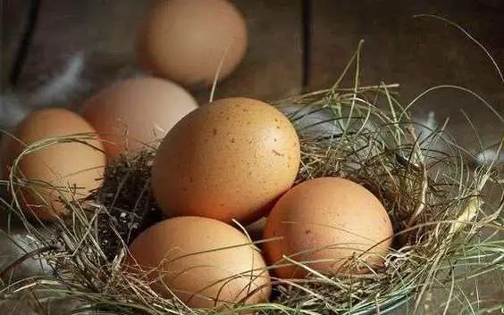 huevos de gallina con gema de zafiro
