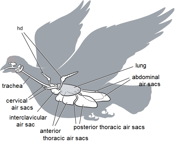 Drawing of a bird's respiratory system