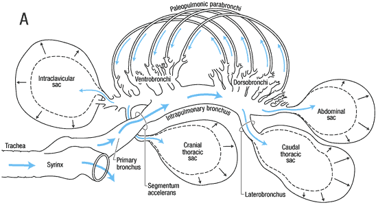 Pathway of air flow through the avian respiration system during inspiration