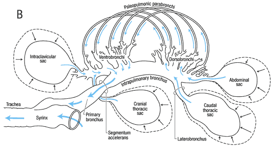 Pathway of air flow through avian respiratory system during expiration