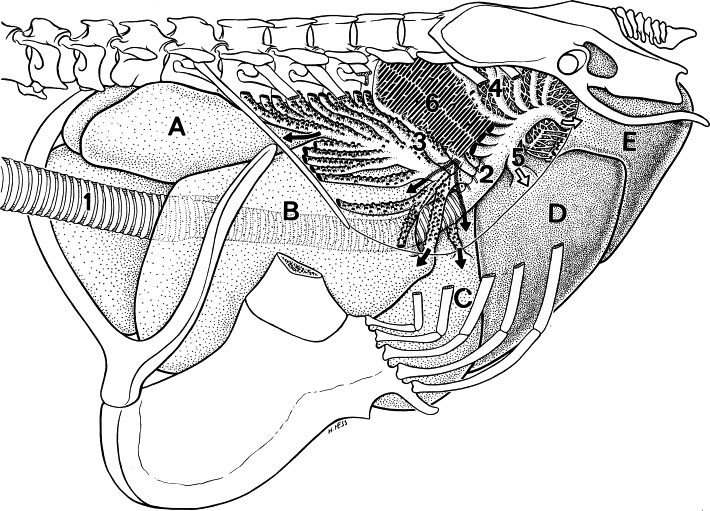 Drawing of the avian lung-air sac system