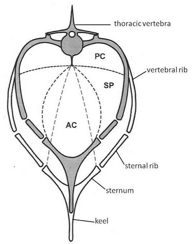 Drawing of a bird coelom in transverse section during expiration and inspiration