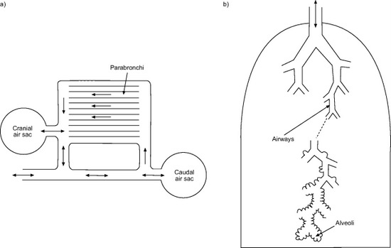 Drawing showing pathway of air flow in a bird lung versus a mammal lung