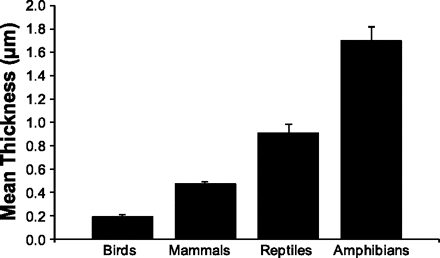 Bar graph showing relative thickness of the blood-gas barrier of birds, mammals, reptiles, and amphibians
