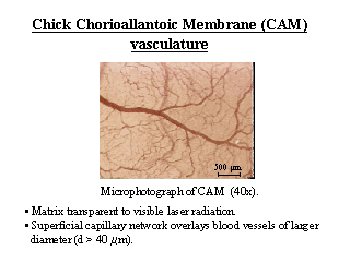 Micrograph of the chorioallantoic membrane of a developing chicken embryo