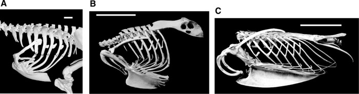 Photos of rib cages of three species of birds