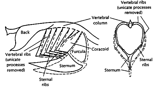 Drawing showing changes in position of the avian thoracic skeleton during breathing