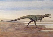 Drawing of a theropod