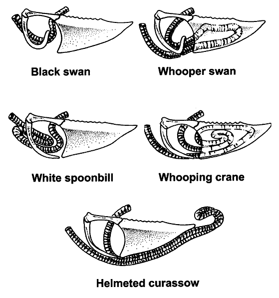 Drawing showing the convoluted tracheas of five species of birds