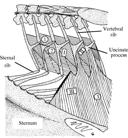 Drawing of avian uncinate processes and associated muscles
