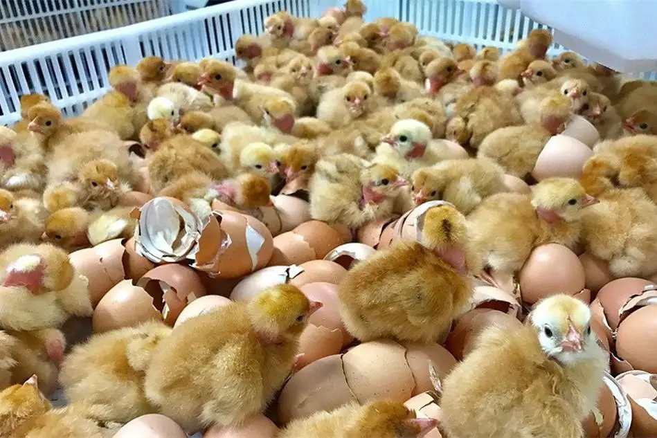 venta de pollos en nueva york