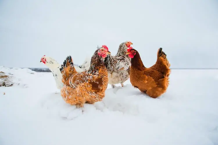 Pollos vagando en la nieve
