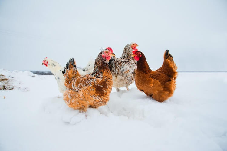 Pollos vagando en la nieve