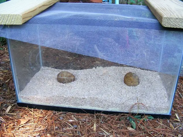 Cómo hacer su propia granja de gusanos de la harina 101