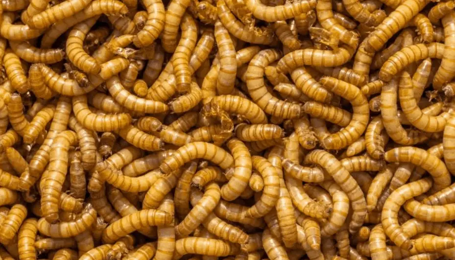 Cómo criar gusanos de la harina