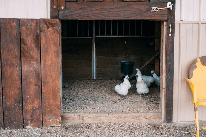 planes de gallinero para 20 gallinas gratis