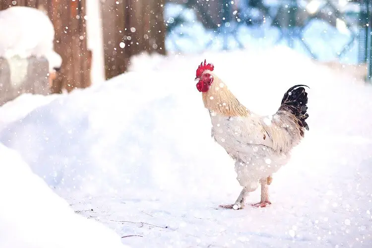 Pollo resistente al frío