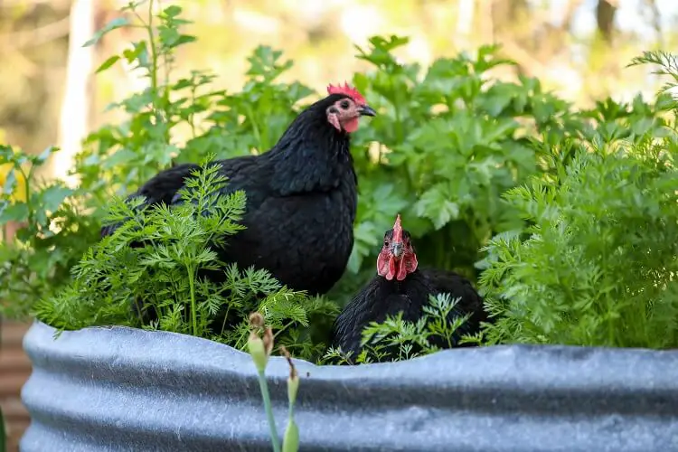 Australorp negro en macetas