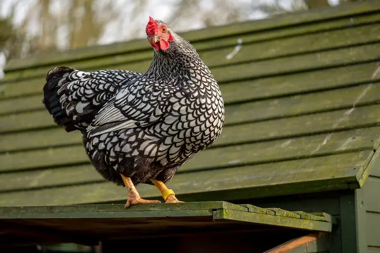 Pollo en un techo de gallinero