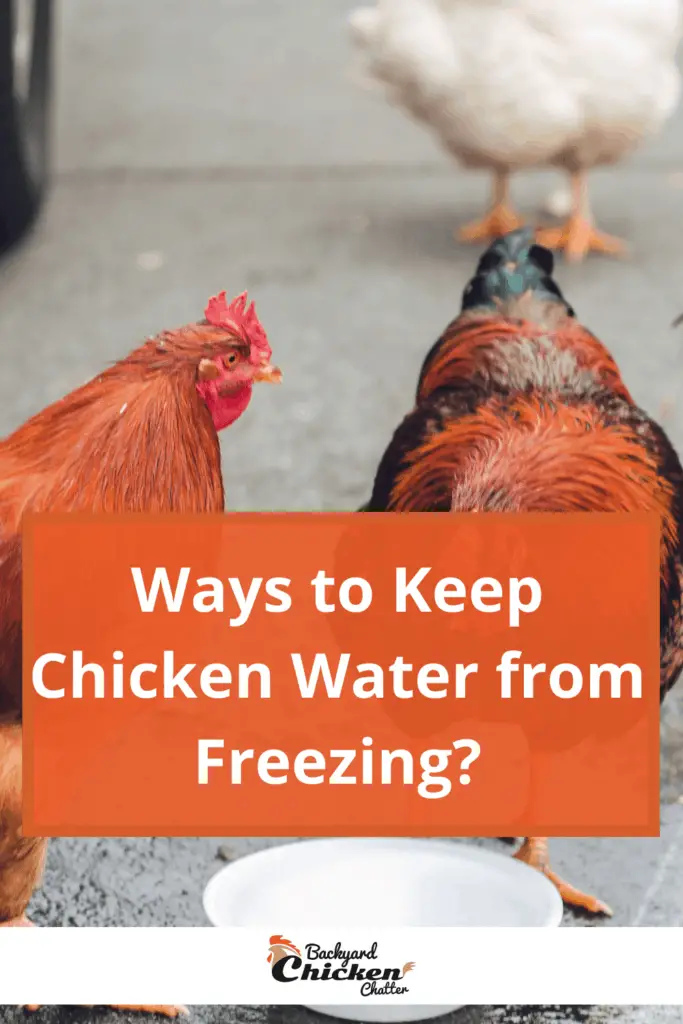 ¿Maneras de evitar que el agua de pollo se congele?