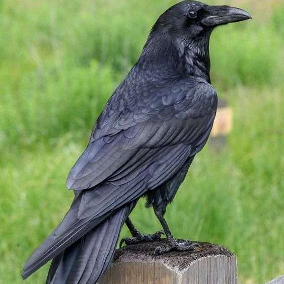 ¿Cuál es la diferencia entre un cuervo y un cuervo? Pol y Edro