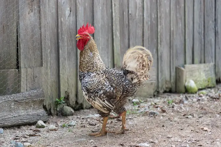 Pollo al Cuco Marans