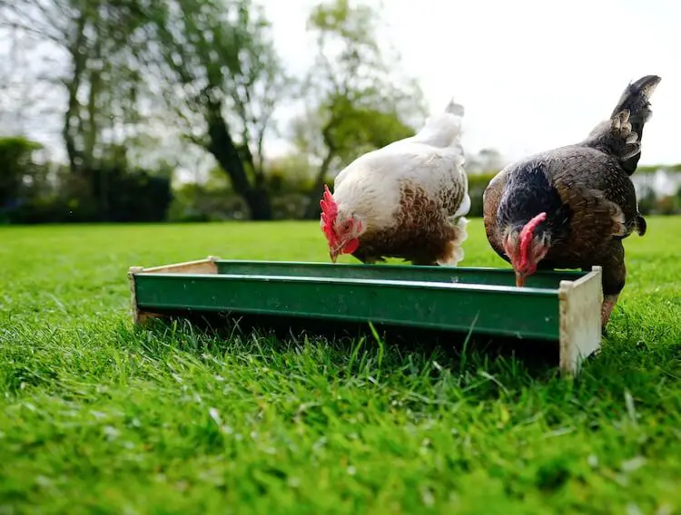 Bebedero para Aves