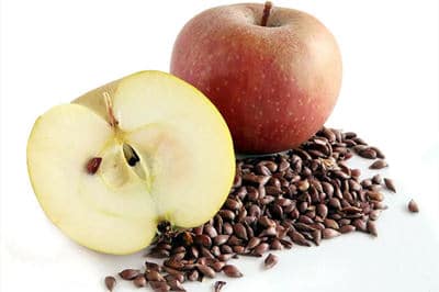 las gallinas no pueden comer semillas de manzana