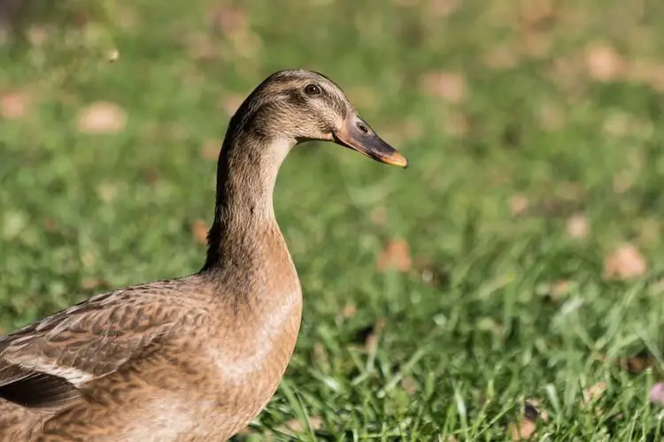 Pato Caqui Campbell