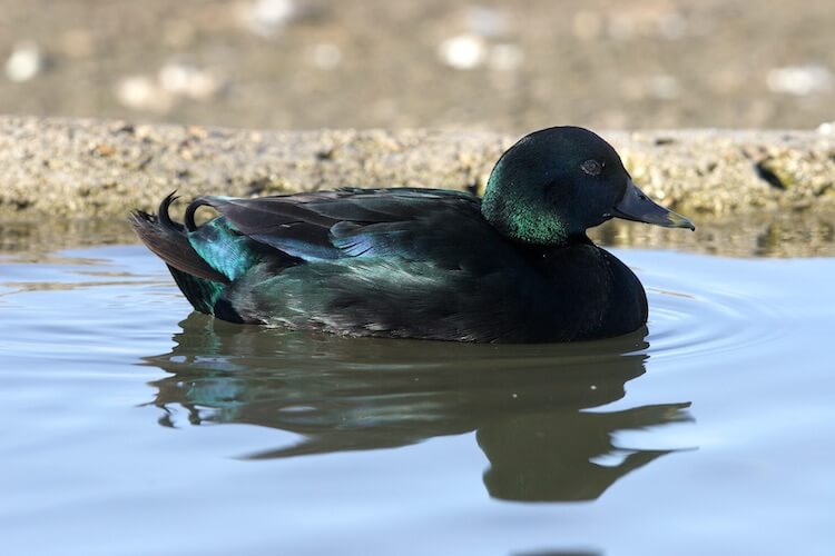 Pato negro de las Indias Orientales