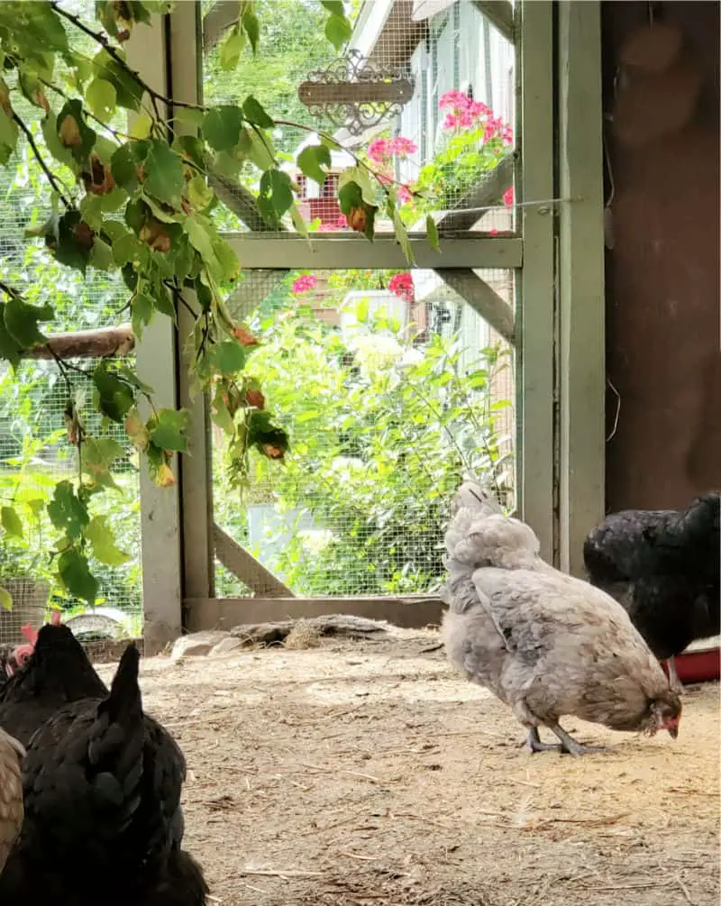 Ideas para hacer un corral de gallinas DIY Corral de gallinas a prueba de depredadores