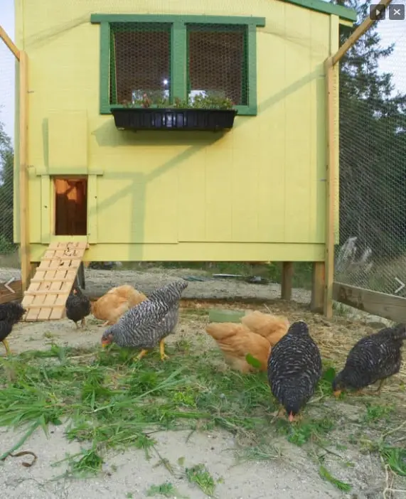 Gallinero Downeast Thunder Farm
