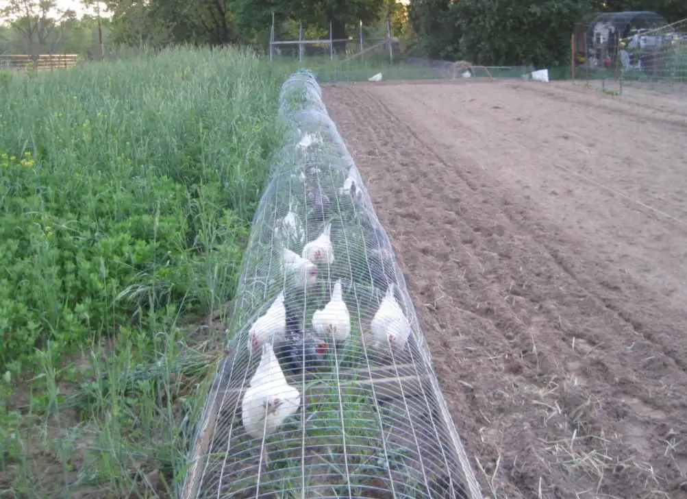 Ideas de bricolaje para corrales de gallinas Corral para gallinas largo y angosto