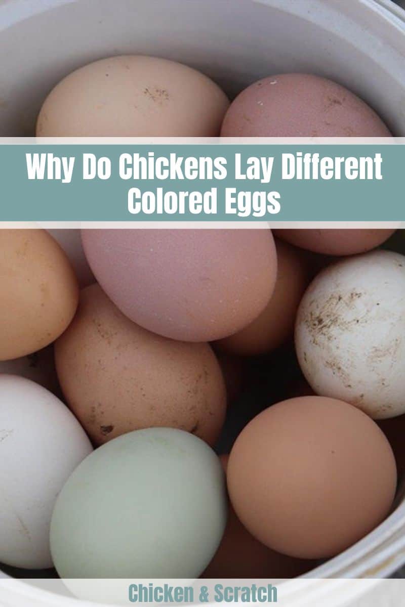 ¿Por qué las gallinas ponen huevos de diferentes colores?
