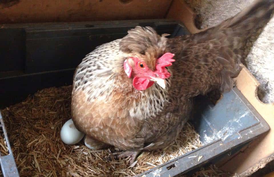Criar pollos con huevos de colores