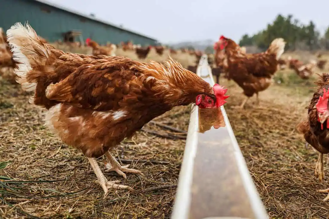 cuanta agua necesitan las gallinas