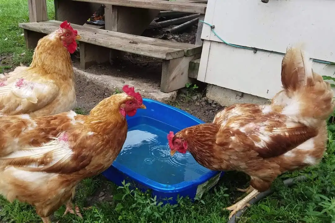 agua para pollos