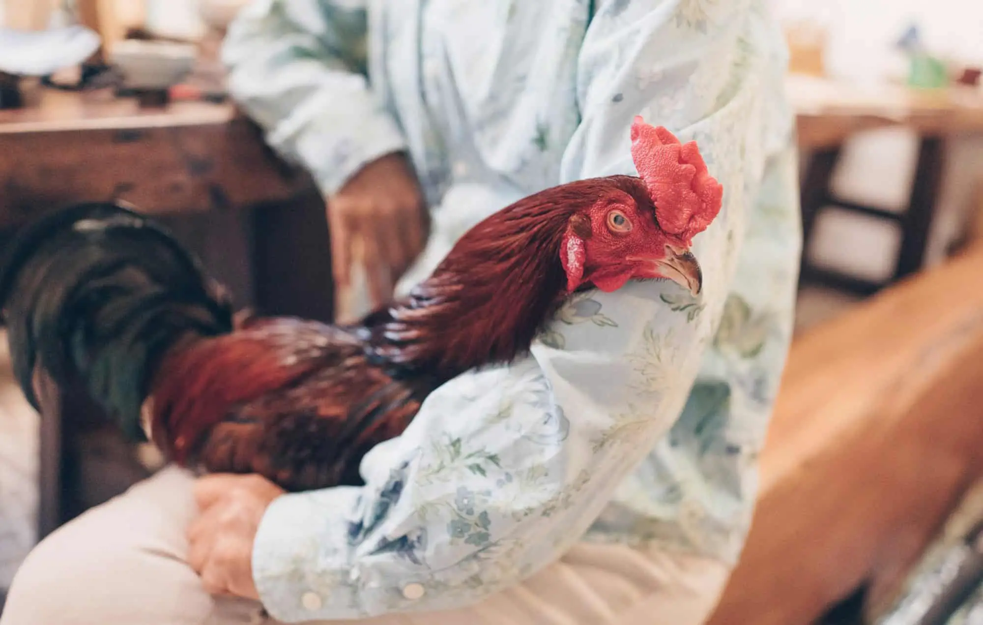 problemas respiratorios en pollos