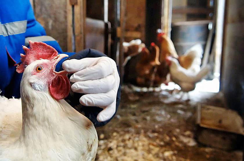 enfermedades respiratorias en pollos
