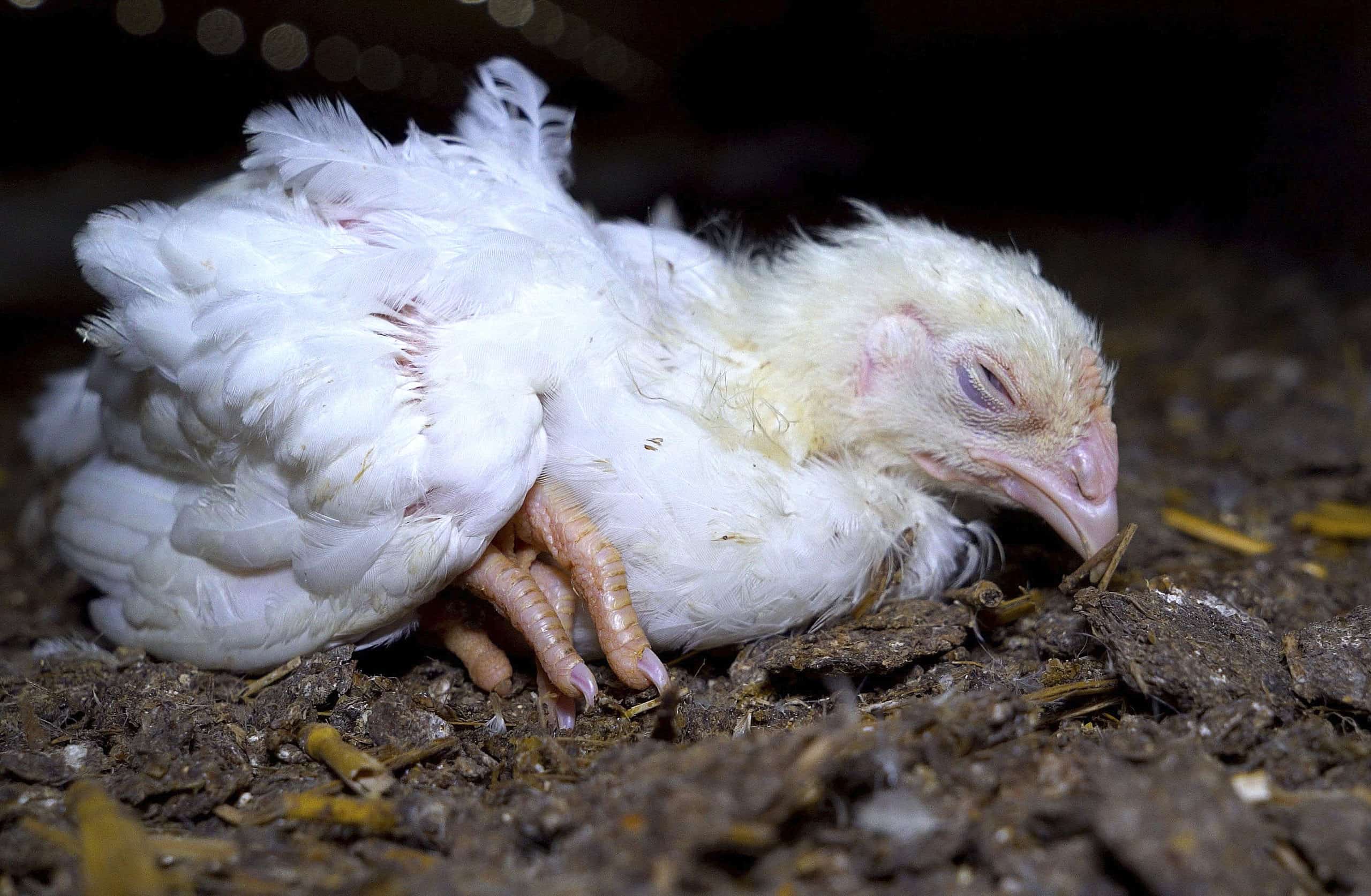 infección respiratoria en pollos