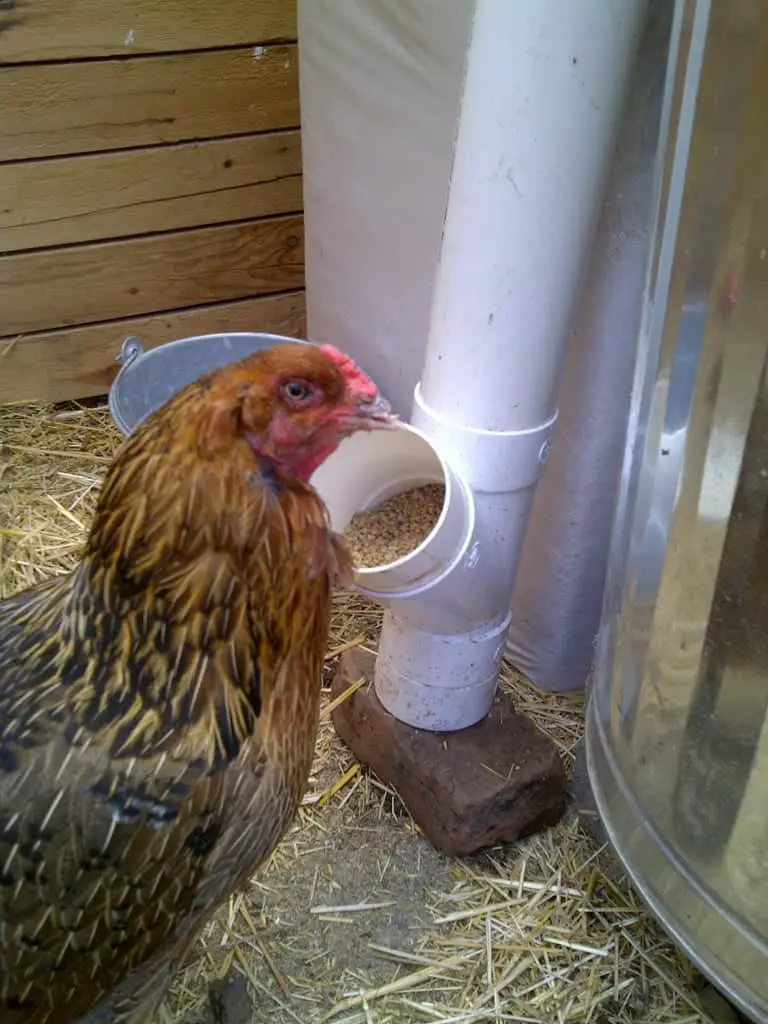 alimentador de pollo diy pvc Instructables Living Chicken Feeder