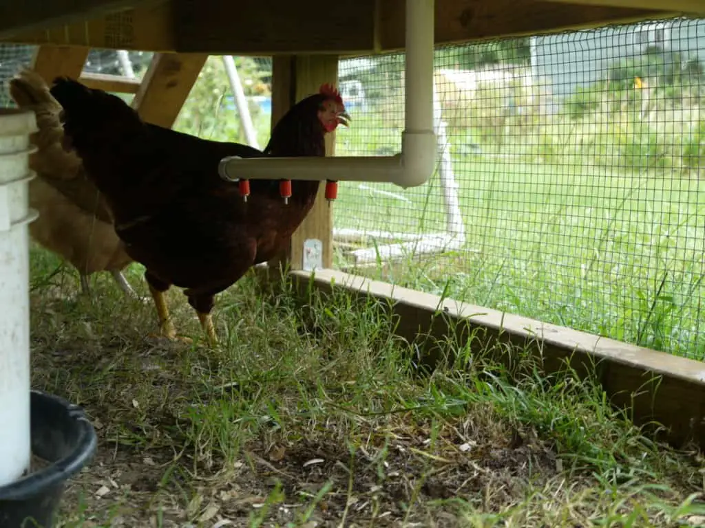 Alimentador de pollos de pvc diy Fang Dangled Automatic Chicken Waterer