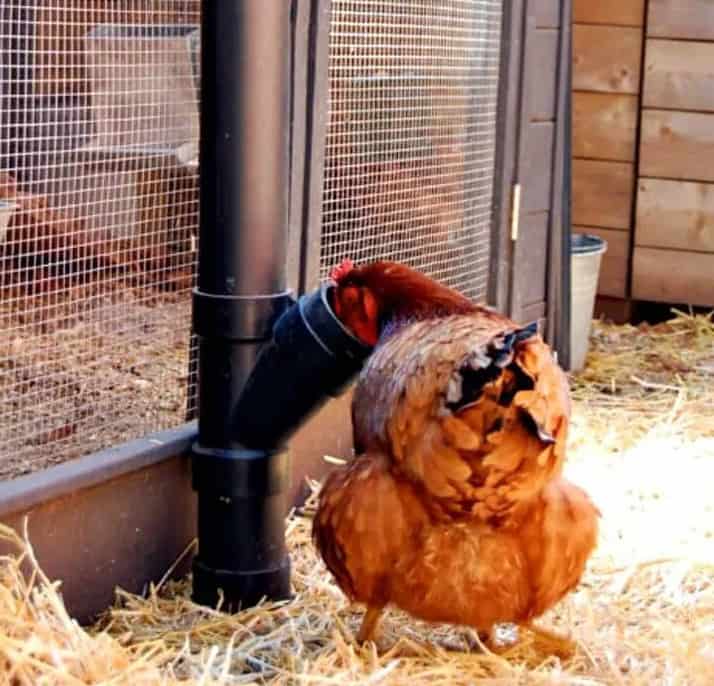 Adorable alimentador de pollo sin derrames de bricolaje