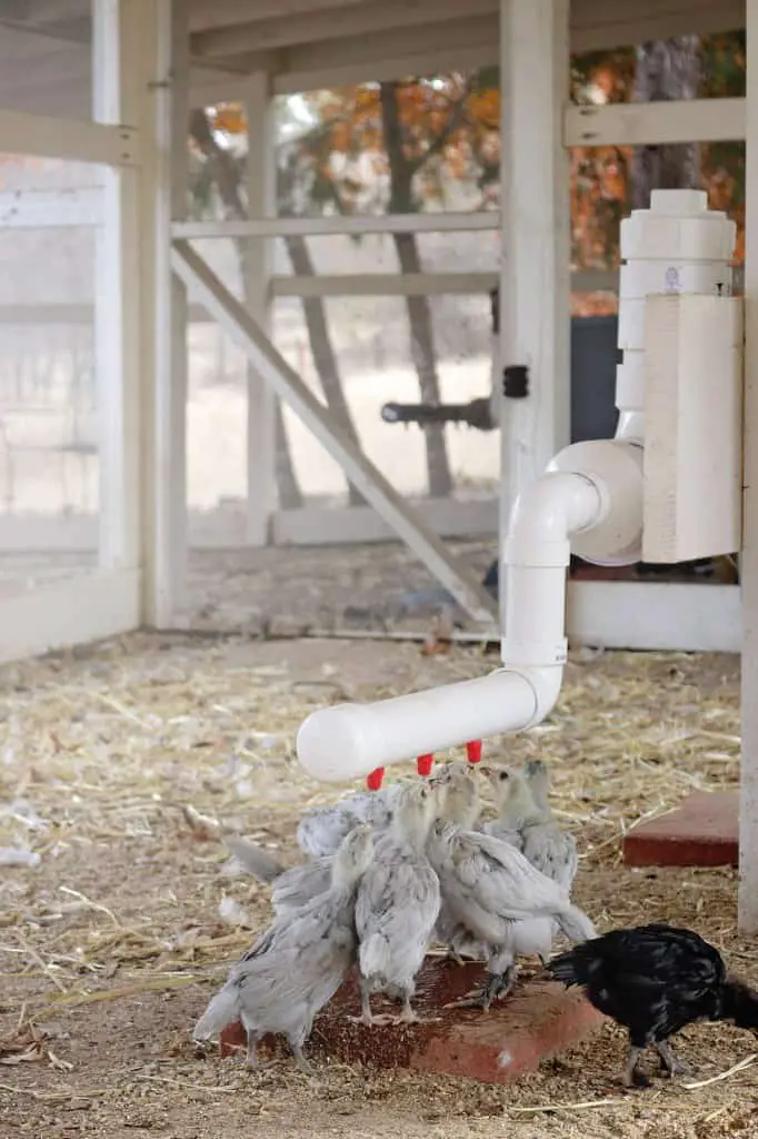 Alimentador de pollos de pvc, sistema de riego de pezones de pollo diy