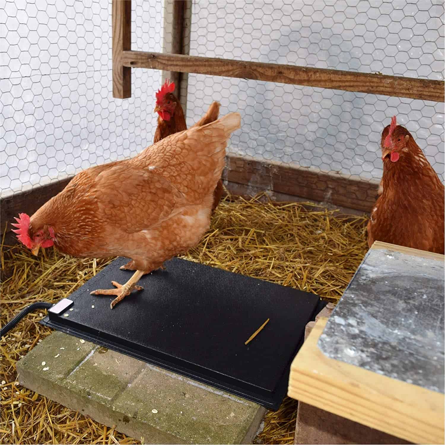 Farm Innovators 60W Alfombrilla de pollo calentada