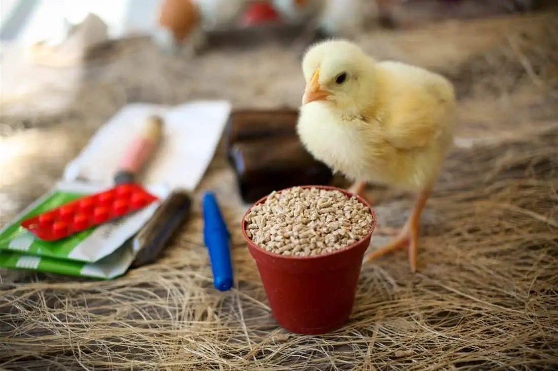 ¿Qué tan rápido crecen los pollos?