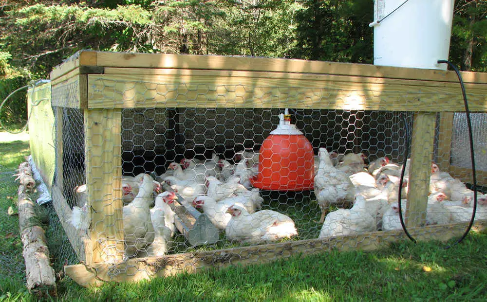¿Qué tan rápido crece el pollo para el sacrificio?