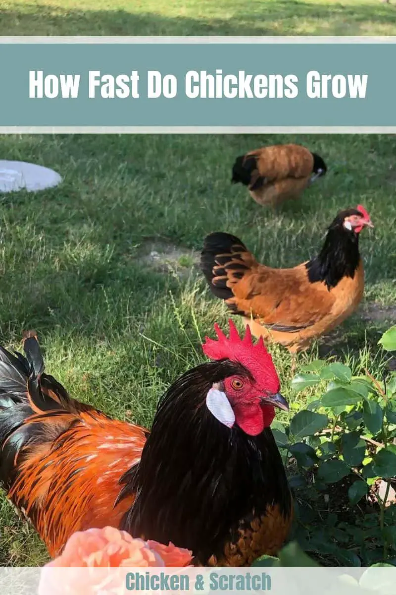 ¿Qué tan rápido crecen los pollos?
